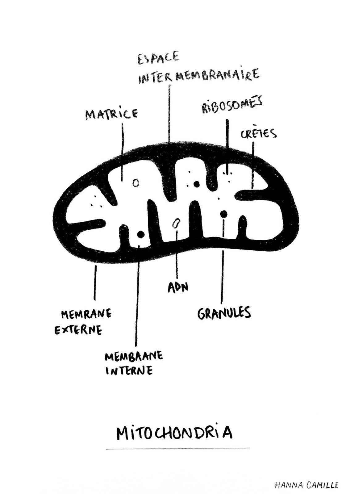 Hand-drawn labelled diagram of a mitochondrion by Hanna Camille
