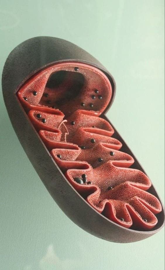 A sculpted cross-section model of a mitochondrion showing its folded inner membrane