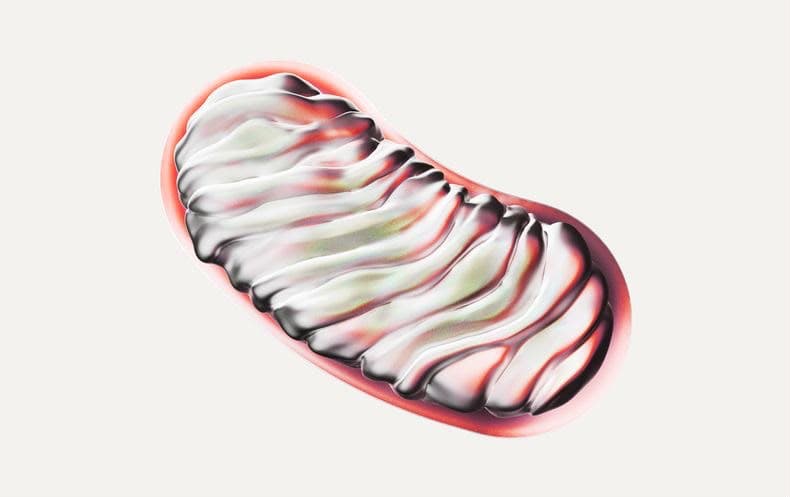 A glossy, chrome-and-pink rendering of a mitochondrion